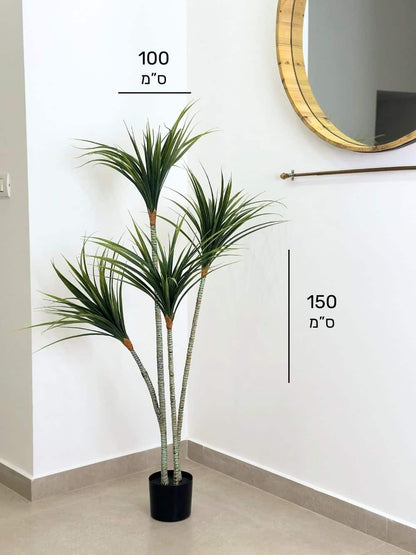 יוקה קוצנית | גובה 150 ס"מ
