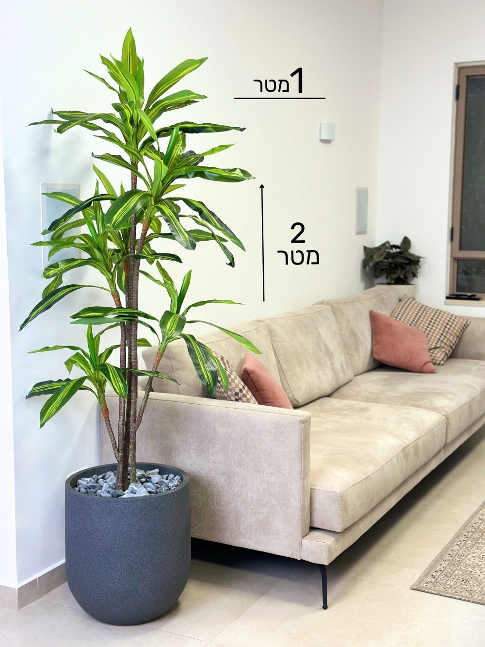 דרצנה מגוונת | כד אגס בינוני | בגובה 2 מטר