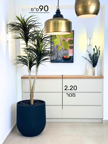 יוקה | כד אגס גדול | בגובה 2.20 מטר