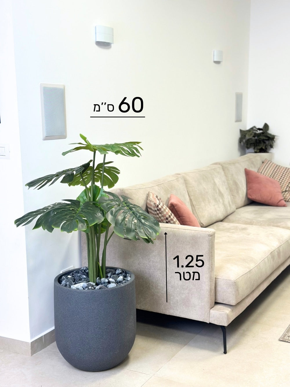 מונסטרה בינונית | כד אגס בינוני | בגובה 1.25 מטר