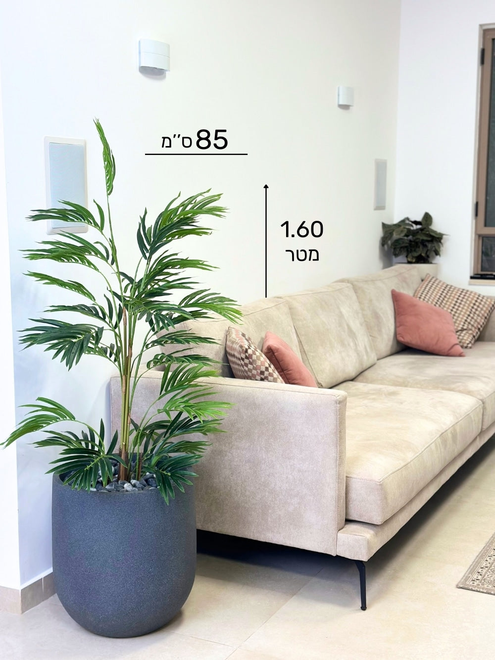 עץ דקל | כד אגס בינוני | בגובה 1.60 מטר