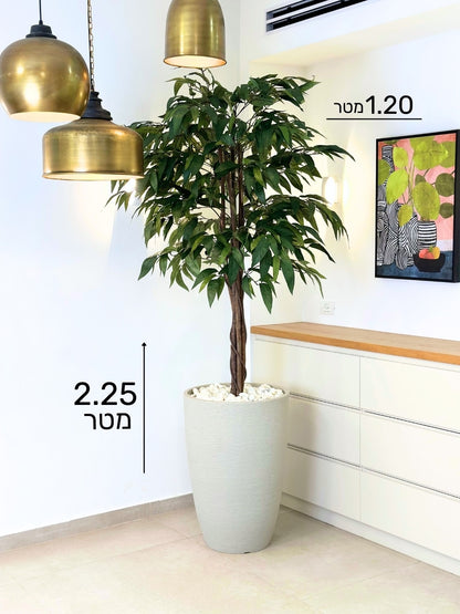 עץ מנגו | בכד פמילי גדול | גובה 2.25 מטר