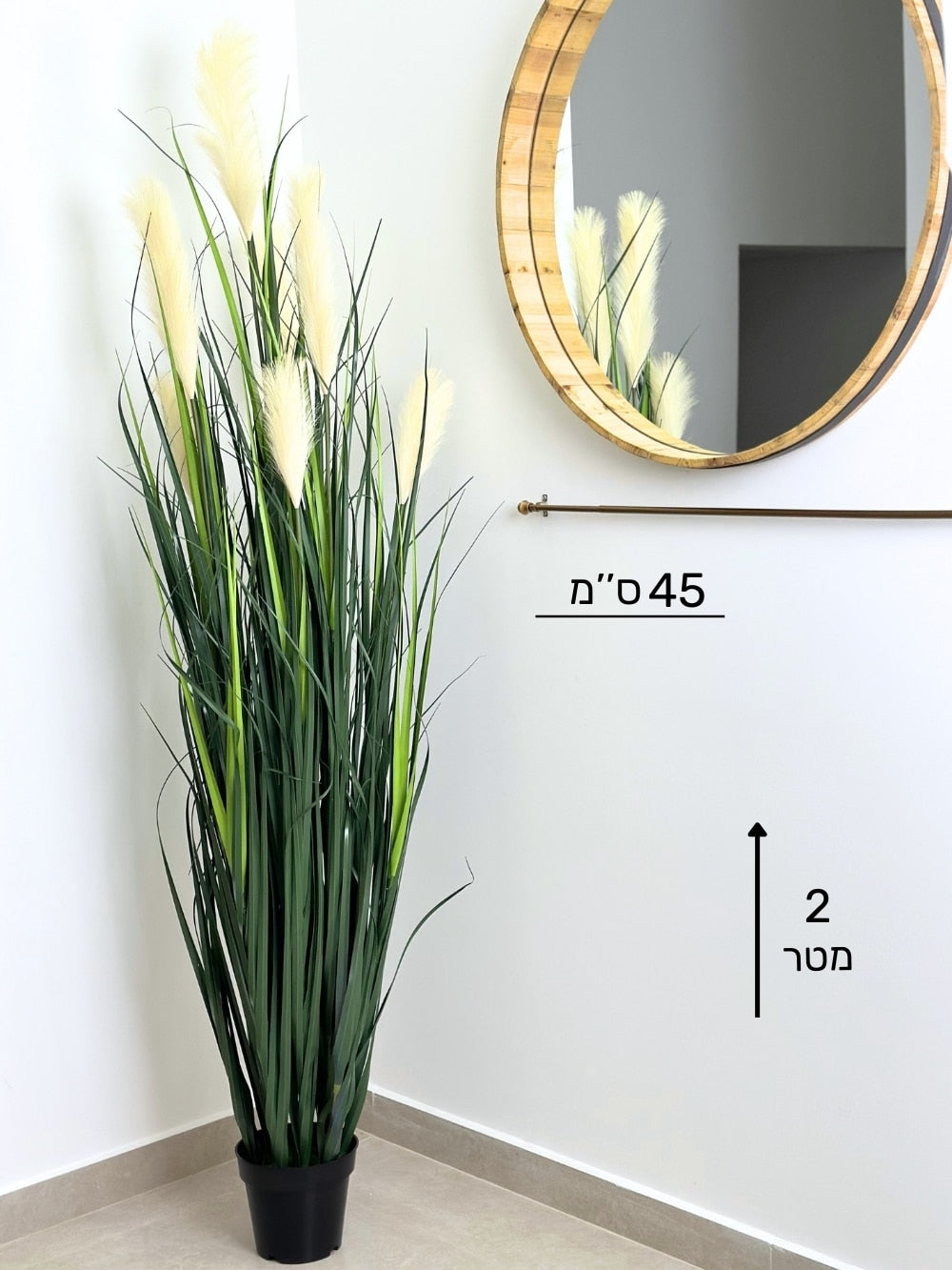 עשבוני שערות לבנות ענק | גובה 2 מטר