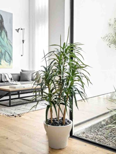 צמח דרצה 4 גזעים לעיצוב הסלון | גרדן מרקט - צמחיה מלאכותית איכותית