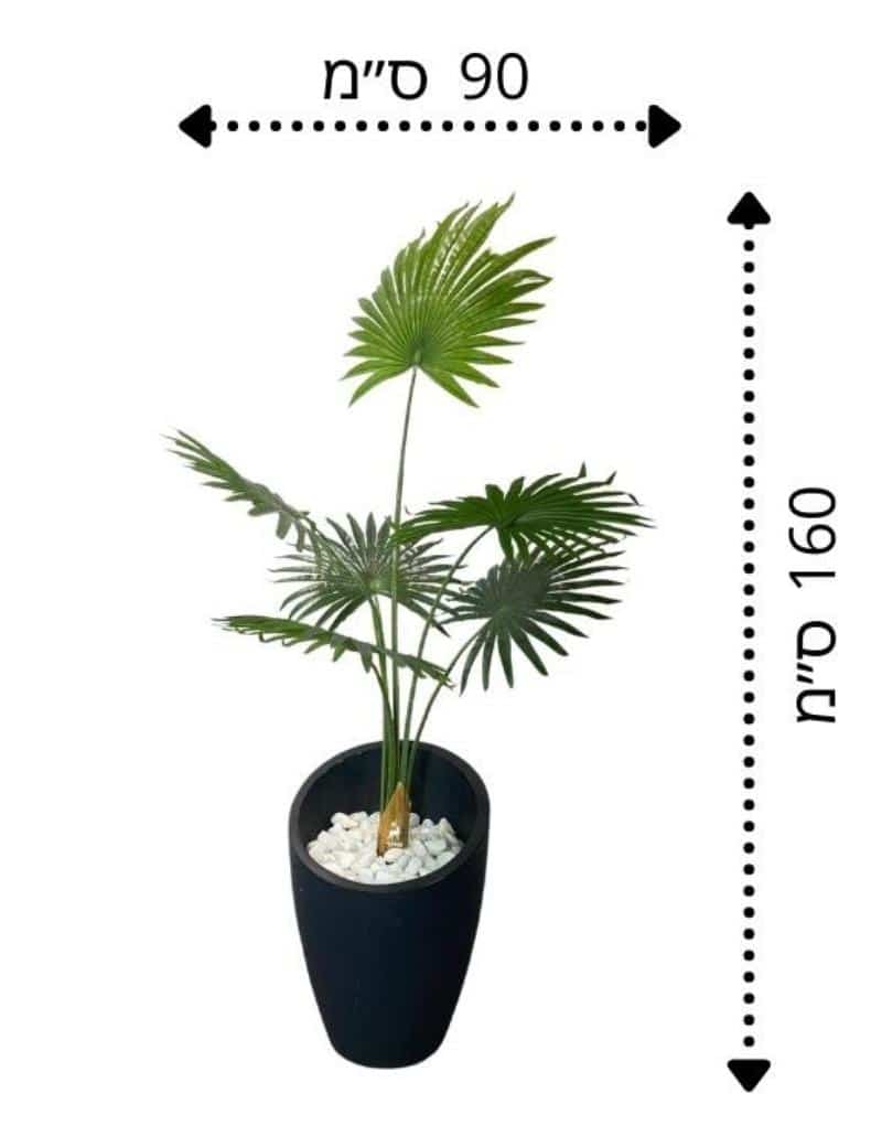 עציץ דקל לוינטונה בכד קליאופטרה גרדן מרקט 2 4