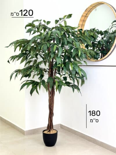 עץ מנגו | גובה 180 ס''מ גרדן מרקט 42